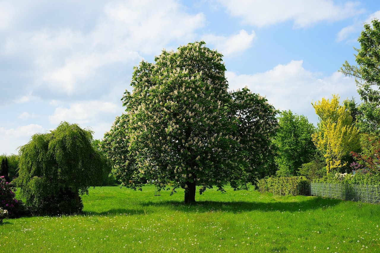 Alberi da giardino a crescita veloce ideali per creare ombra in estate.