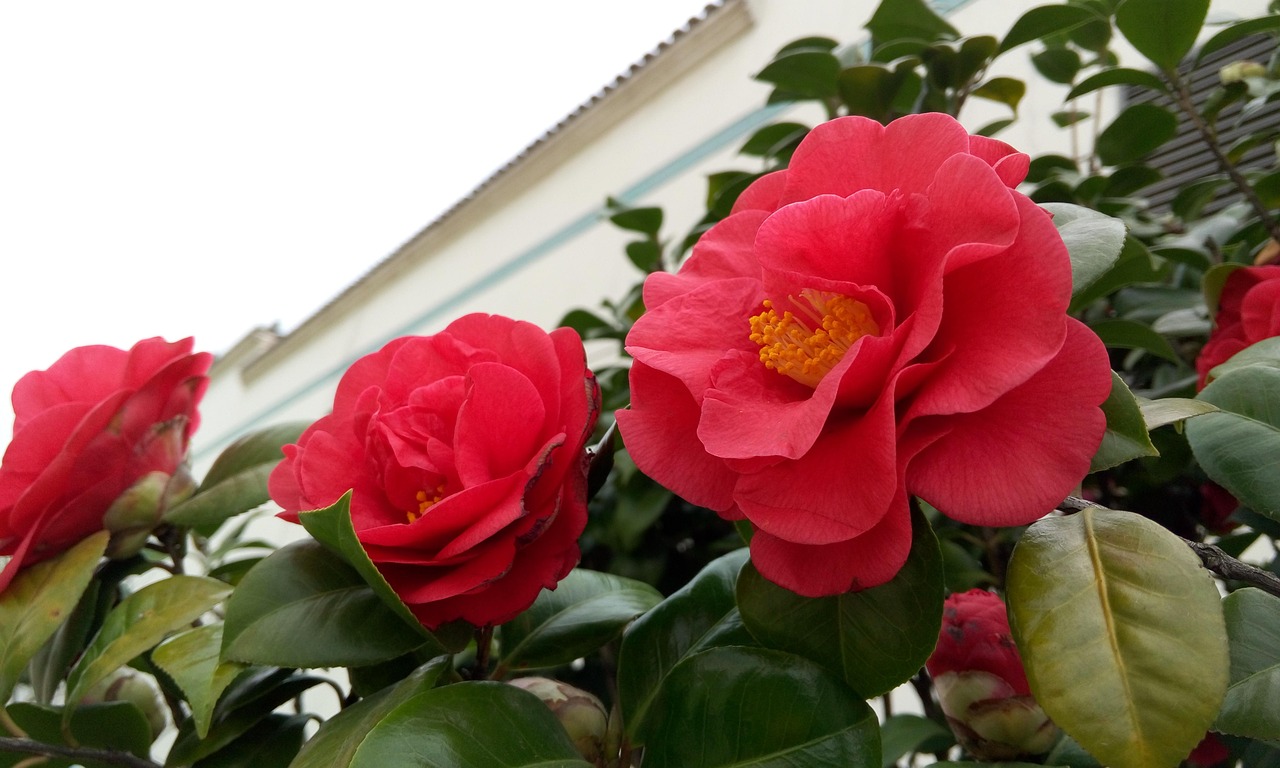 Camelia in fiore con foglie verdi, evidenziando l'importanza della cura per una fioritura ottimale.