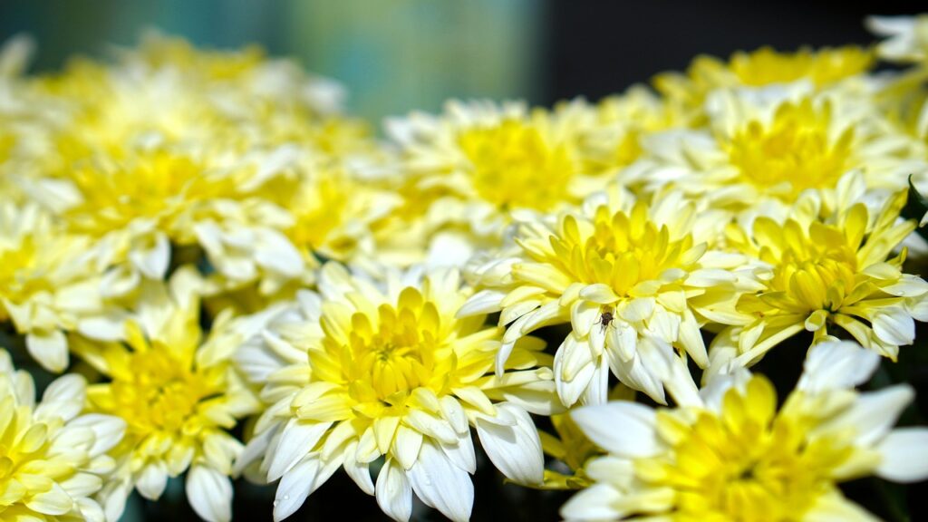 Crisantemi: non sono solo fiori da cimitero, ecco come coltivarli in giardino