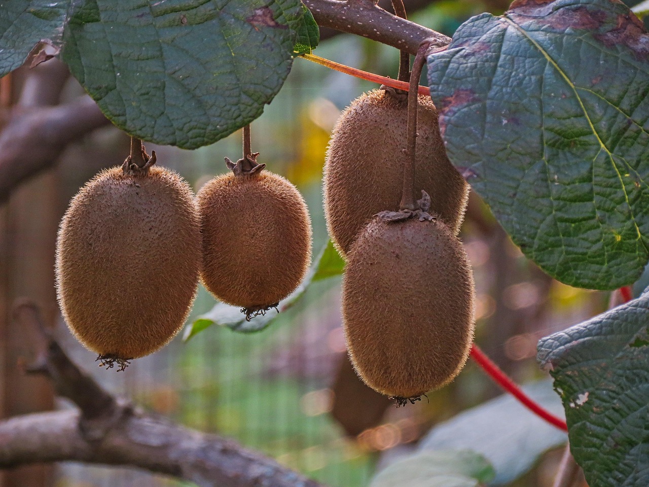 Potatura dei kiwi in giardino per una produzione abbondante e sana.