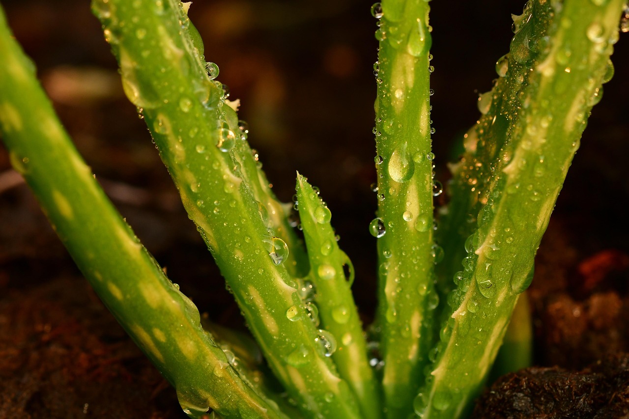 Aloe vera in un vaso con terra asciutta, evidenziando l'importanza dell'irrigazione corretta.