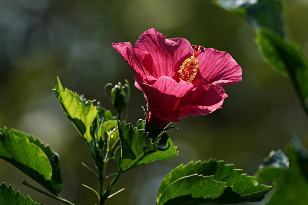 Mai potare l’ibisco così: ecco come stimolare nuovi fiori