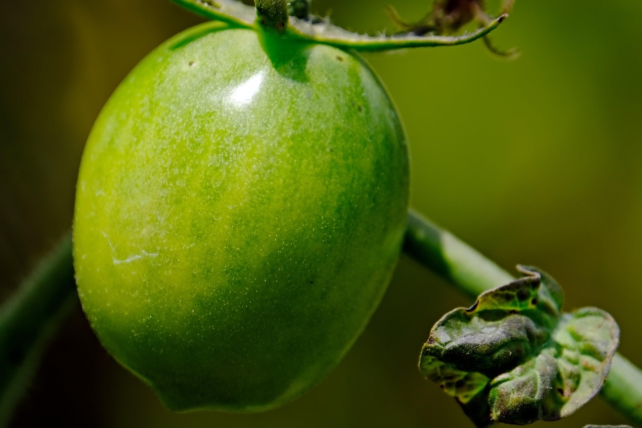Immagine di pomodori affetti da peronospora con rimedi naturali in primo piano.