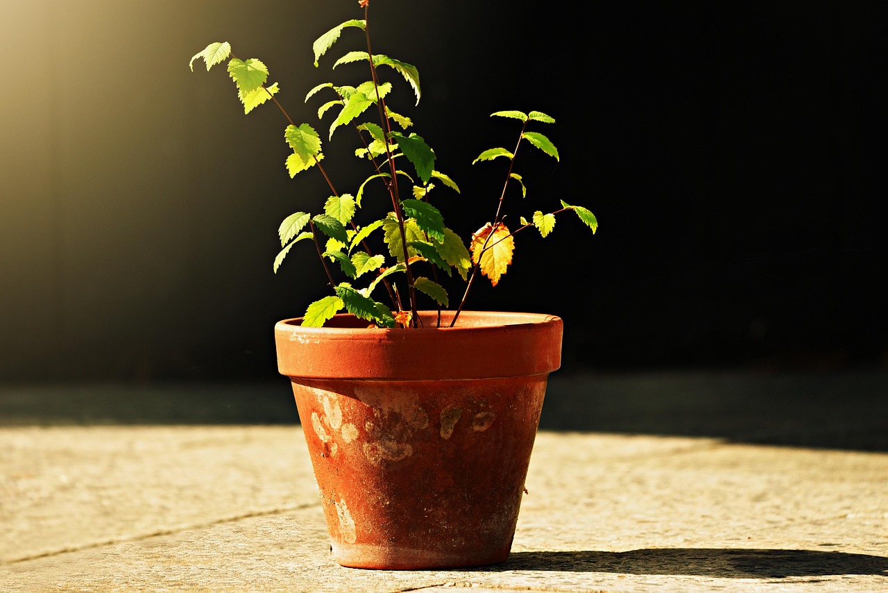 Piante appassite recuperate con un semplice trucco per ripristinare la loro vitalità.