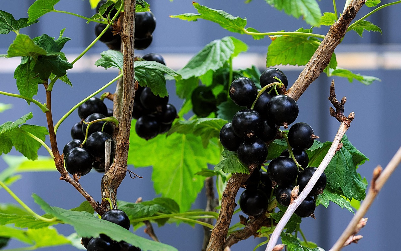 Piante da frutto nane su un balcone, ideali per piccoli spazi e coltivazione domestica.